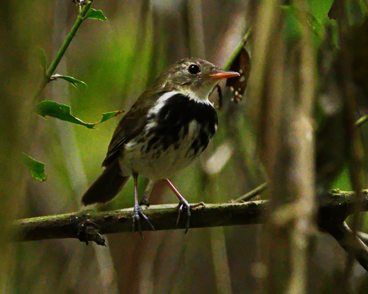 Southern Antpipit - ML642374163
