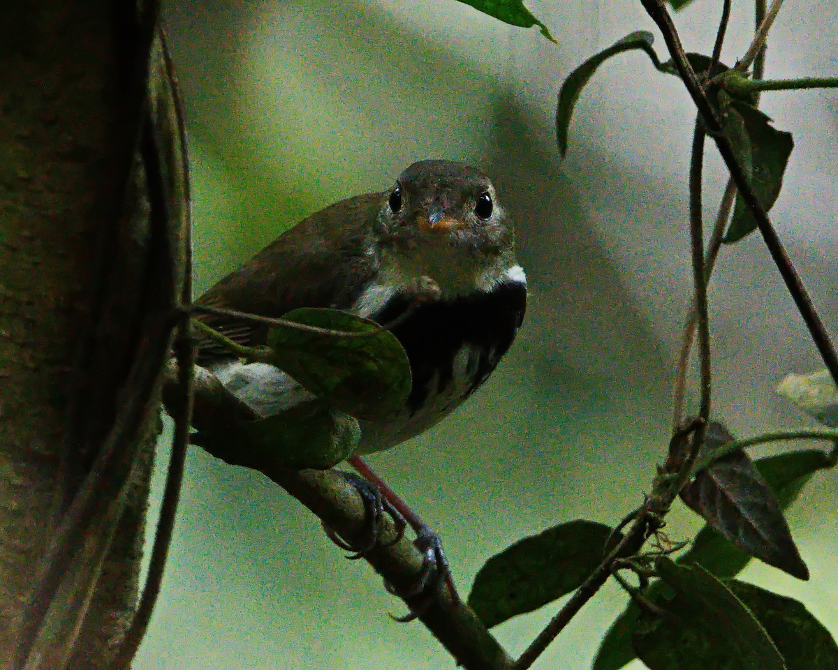 Southern Antpipit - ML642374164