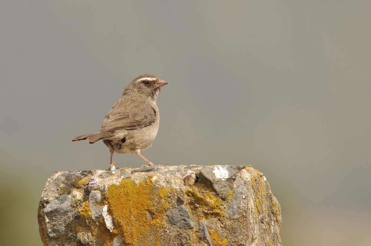 Brown-rumped Seedeater - ML642374172