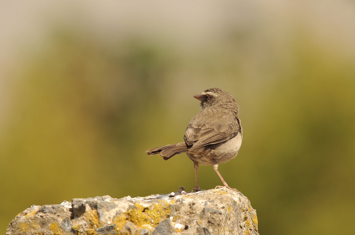 Brown-rumped Seedeater - ML642374173
