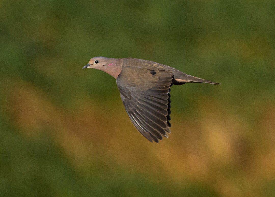 Eared Dove - ML642374176