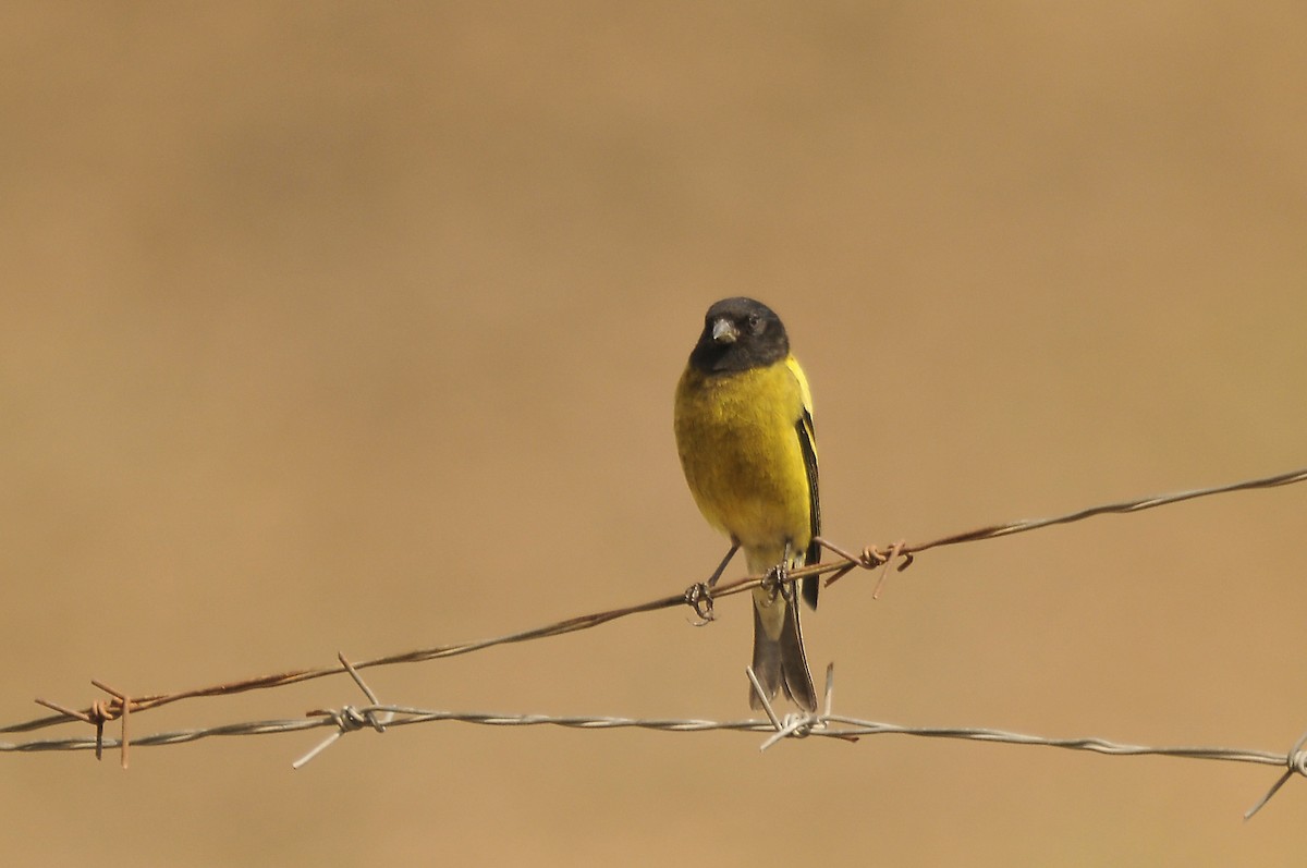 Ethiopian Siskin - ML642374178