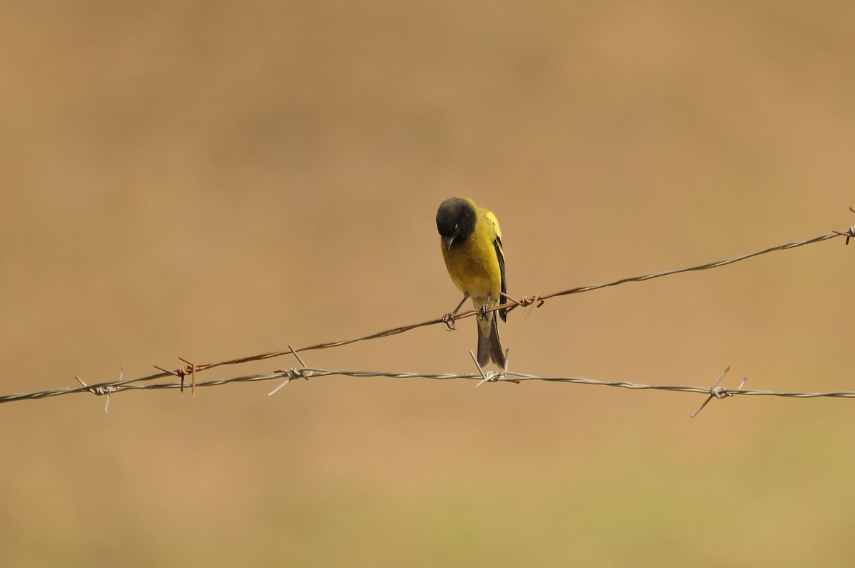 Ethiopian Siskin - ML642374179
