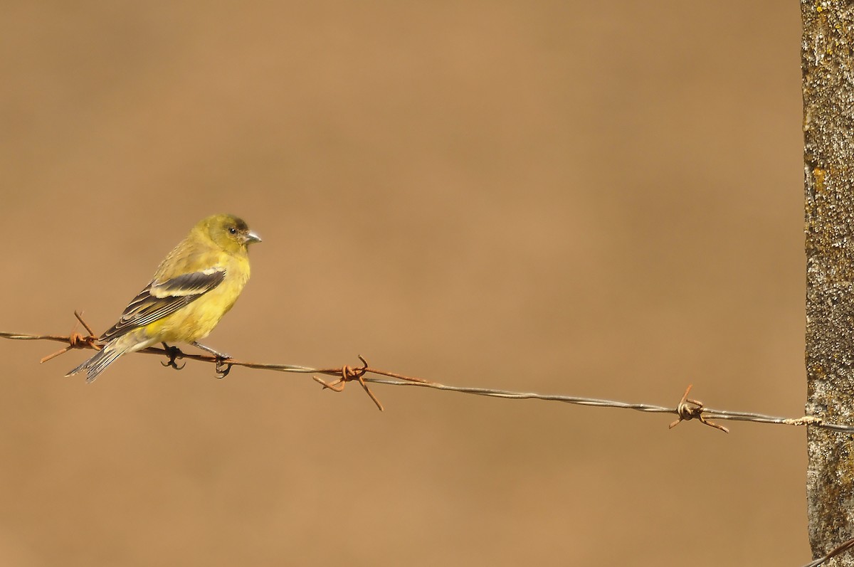 Ethiopian Siskin - ML642374180