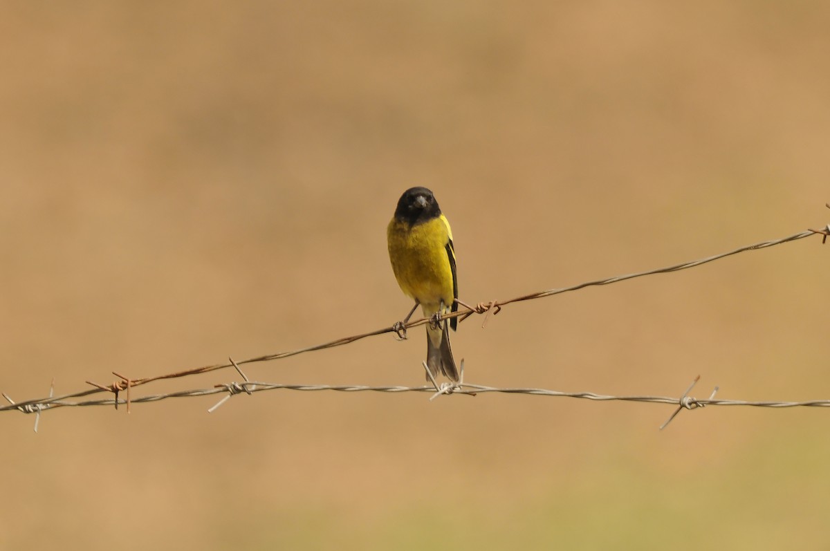 Ethiopian Siskin - ML642374181