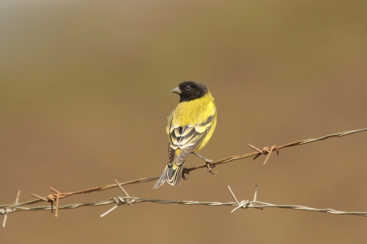 Ethiopian Siskin - ML642374182