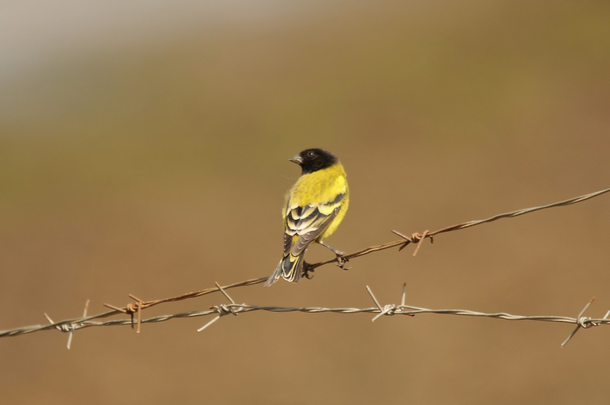Ethiopian Siskin - ML642374183