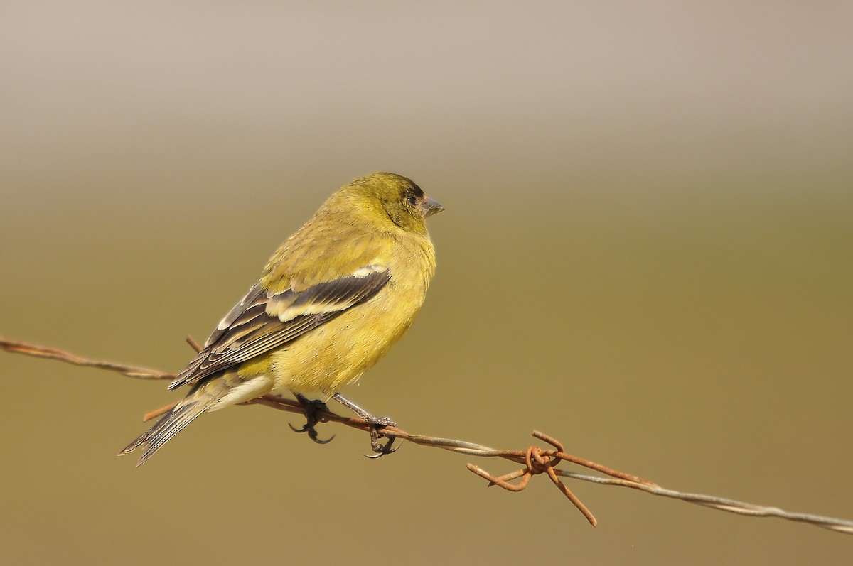 Ethiopian Siskin - ML642374184