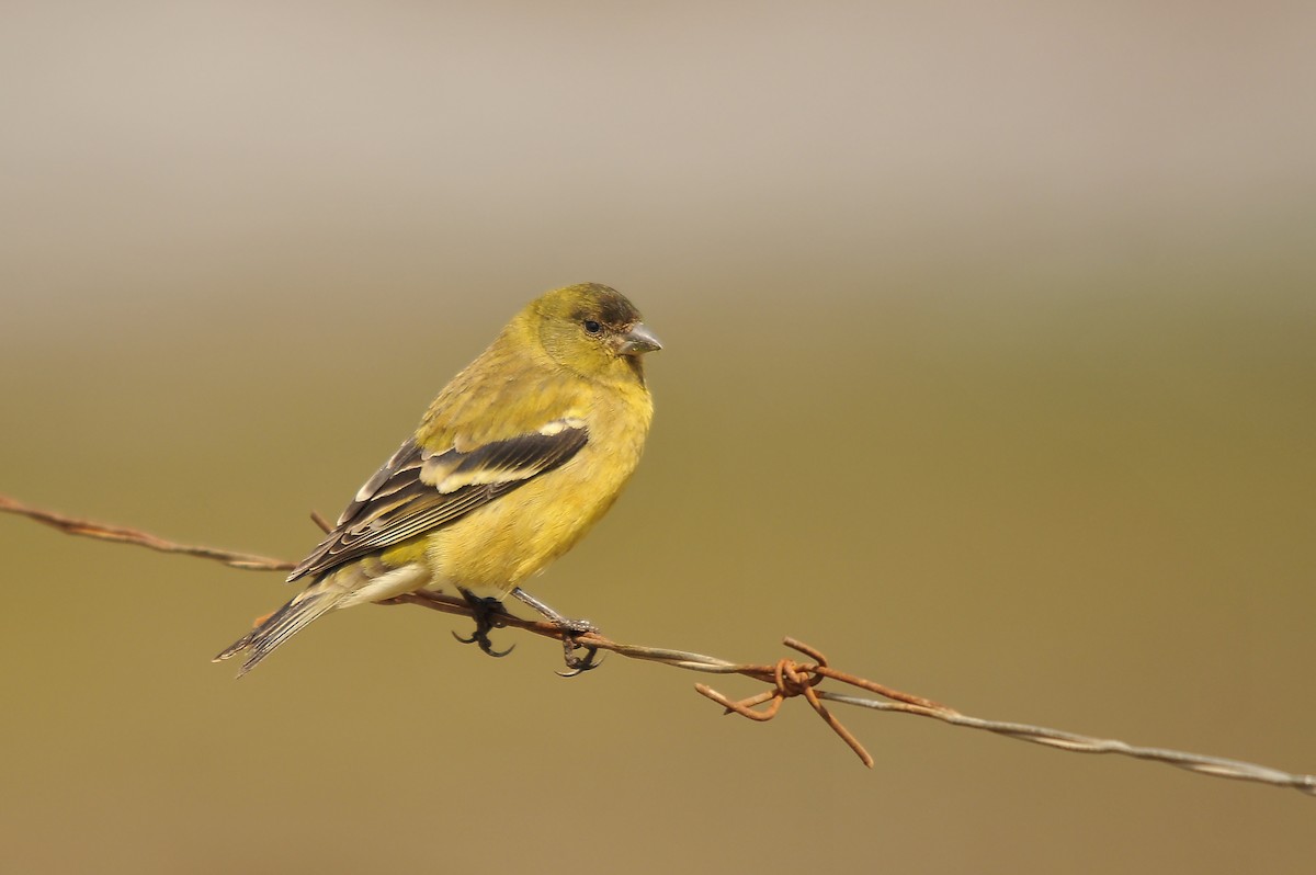 Ethiopian Siskin - ML642374185