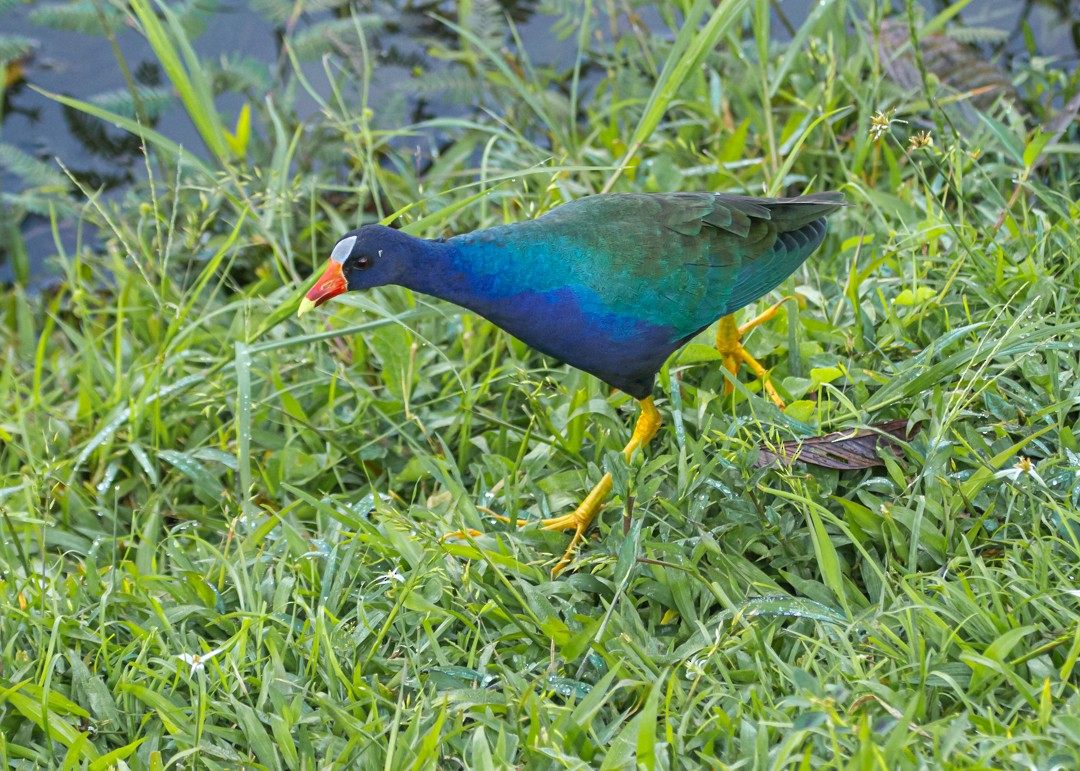 Purple Gallinule - ML642374191