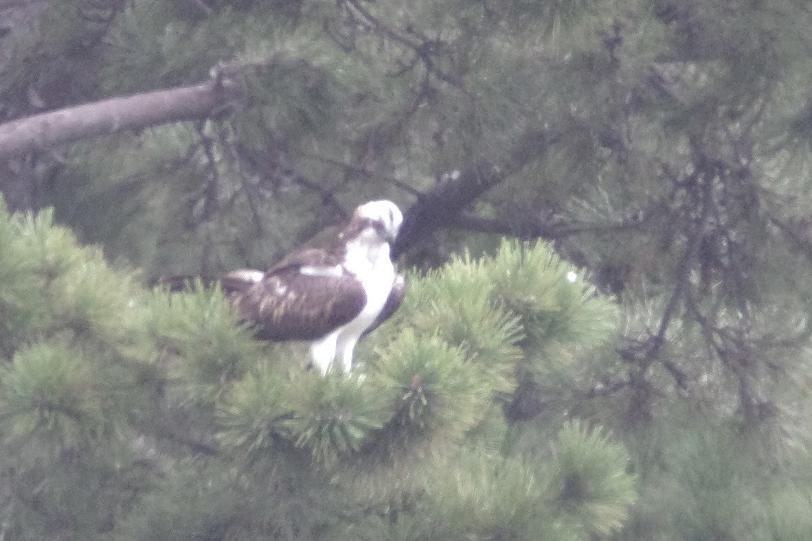 Osprey - ML642374200