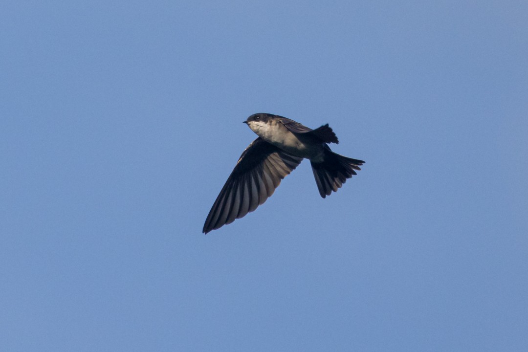 Blue-and-white Swallow - ML642374204