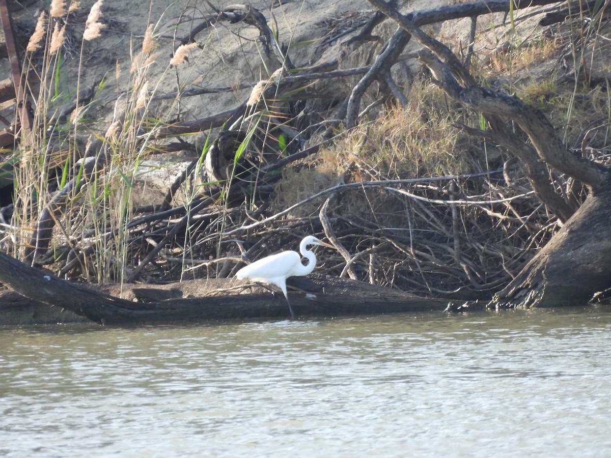 Great Egret (modesta) - ML642374205