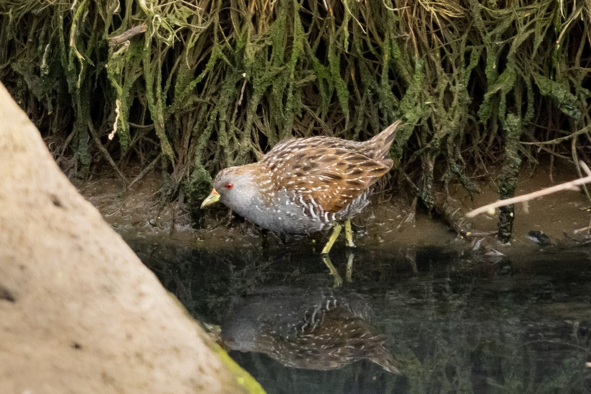 Australian Crake - ML642374206