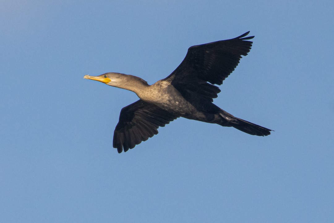 Neotropic Cormorant - ML642374213
