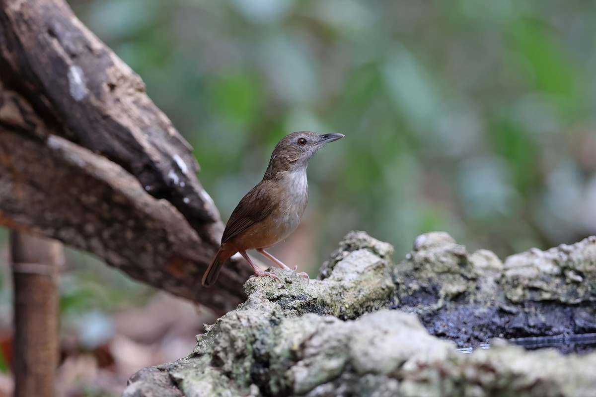 Abbott's Babbler - ML642374216