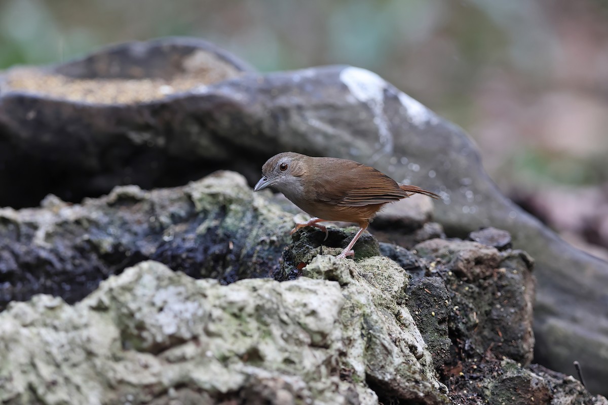 Abbott's Babbler - ML642374218