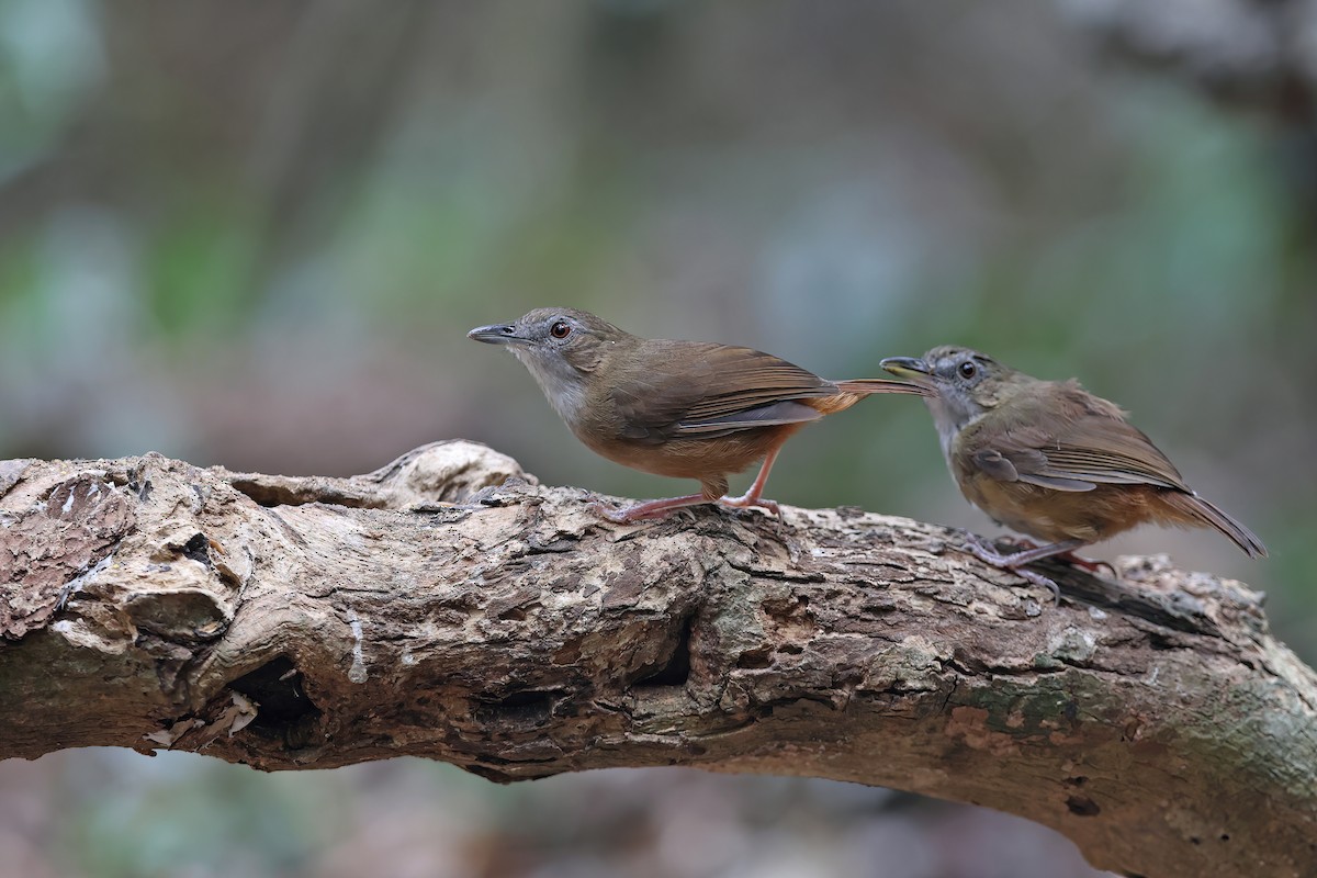 Abbott's Babbler - ML642374221