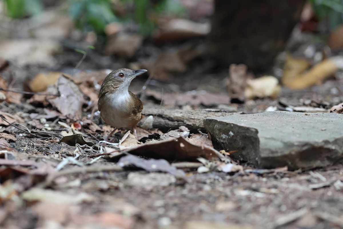 Abbott's Babbler - ML642374222