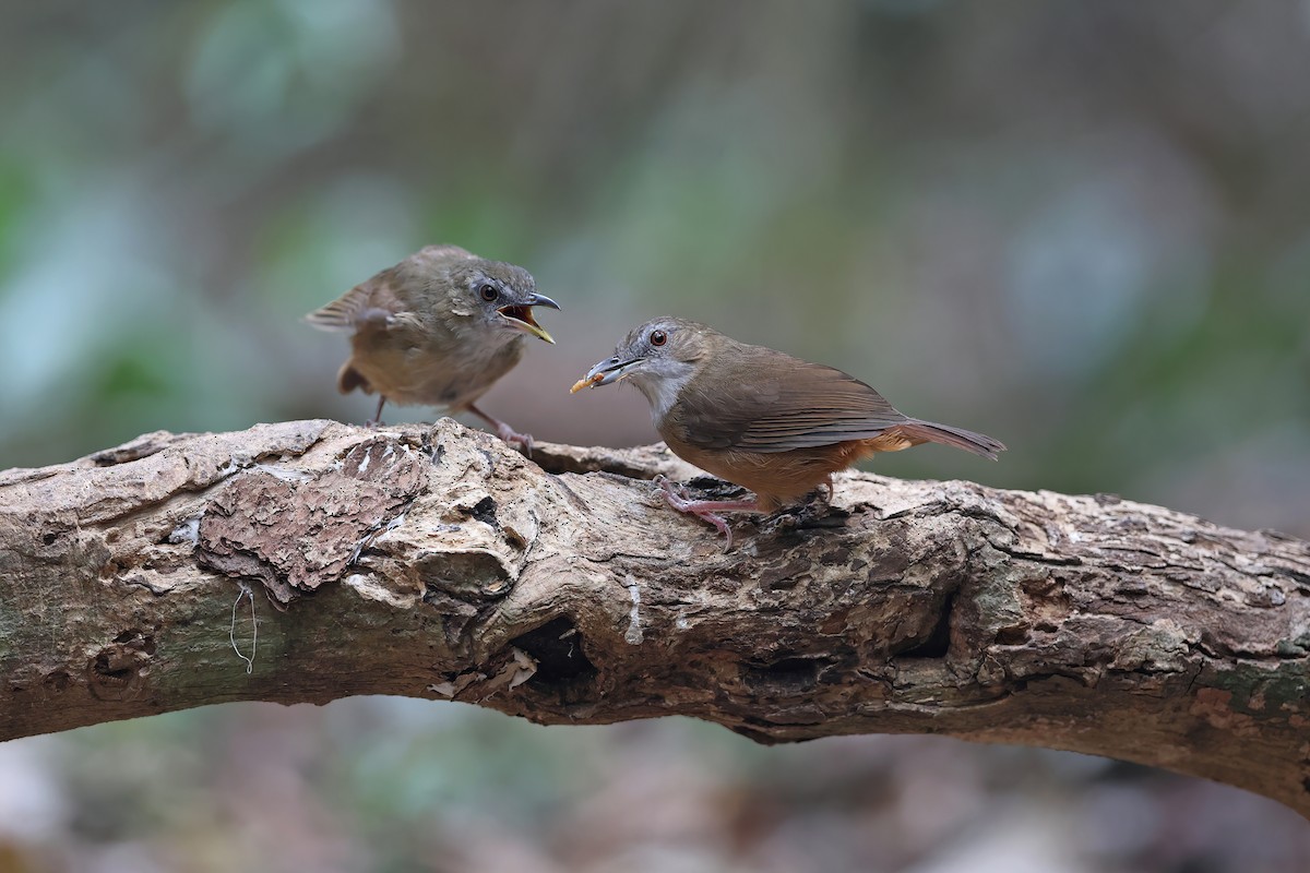 Abbott's Babbler - ML642374223