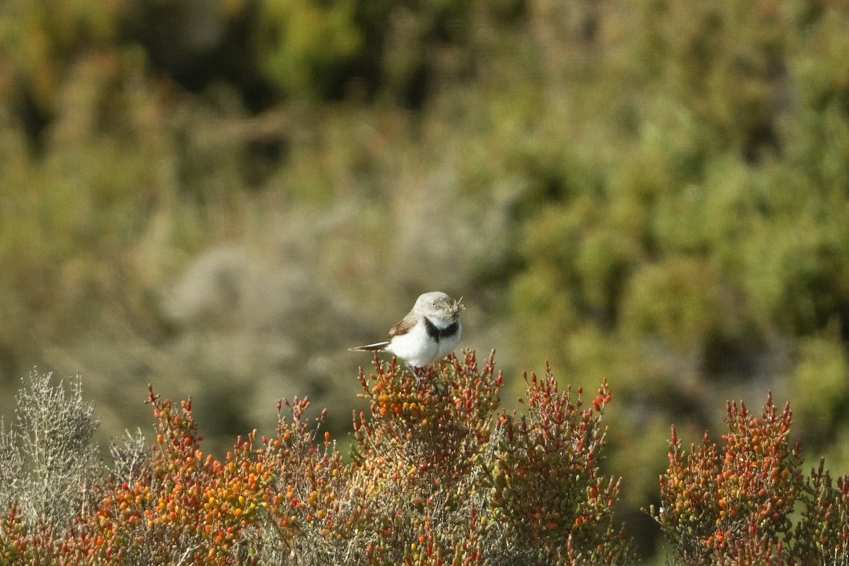 White-fronted Chat - ML642374224