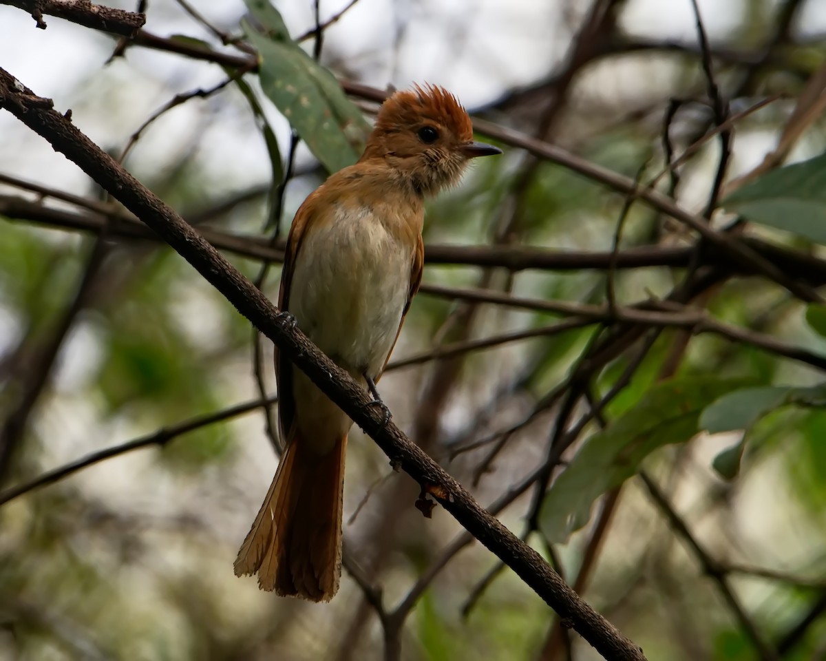 Rufous Casiornis - ML642374231