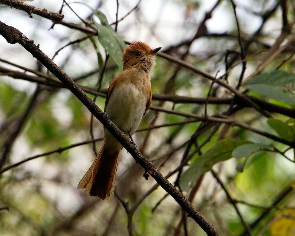 Rufous Casiornis - ML642374232