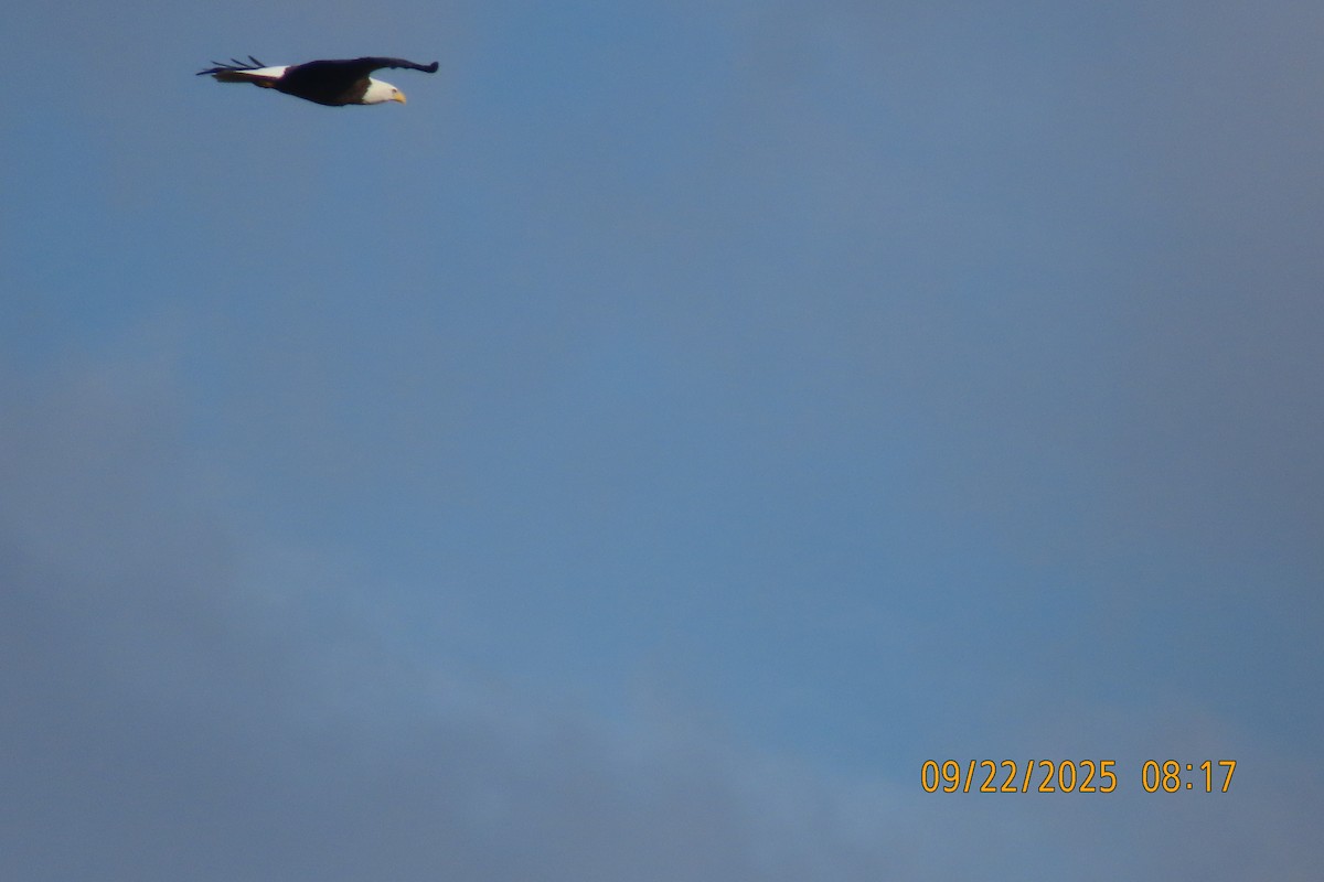 Bald Eagle - ML642374233