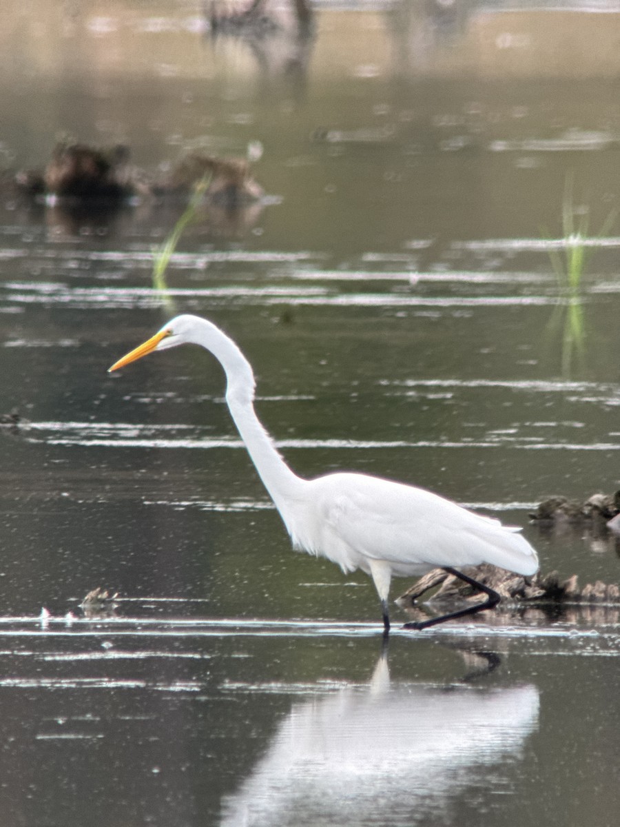 Great Egret - ML642374234