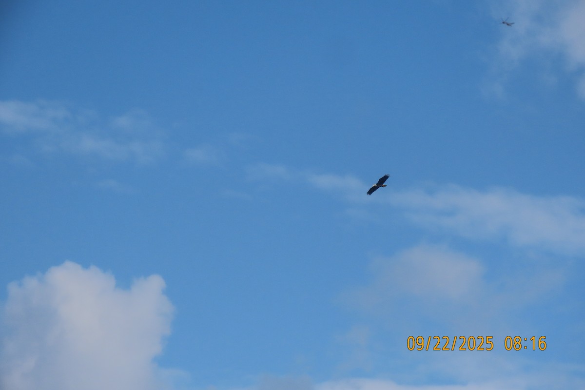 Bald Eagle - ML642374236