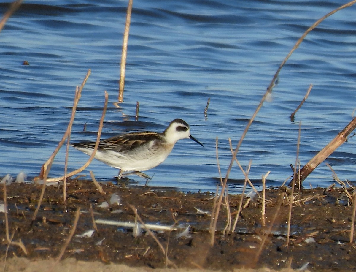 Red-necked Phalarope - ML642374238