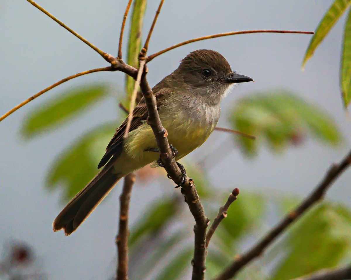 Short-crested Flycatcher - ML642374239