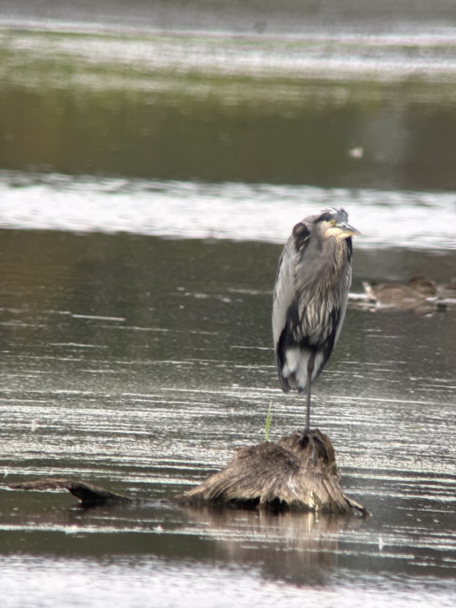 Great Blue Heron - ML642374240