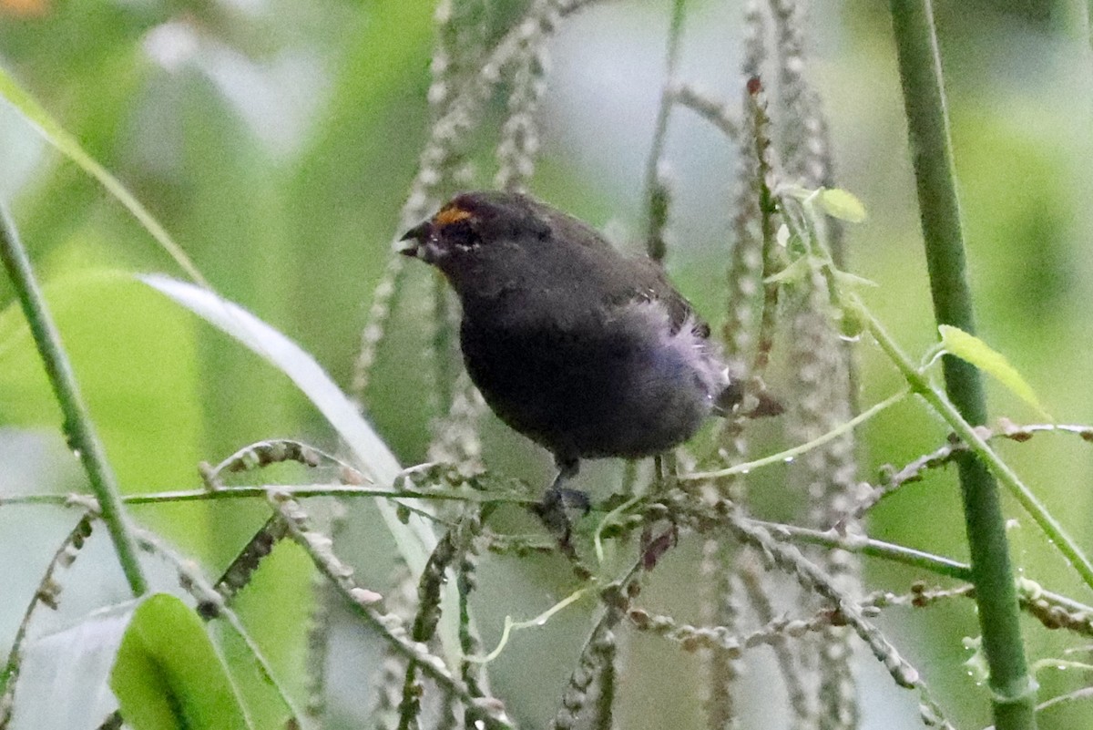Yellow-faced Grassquit - ML642374244