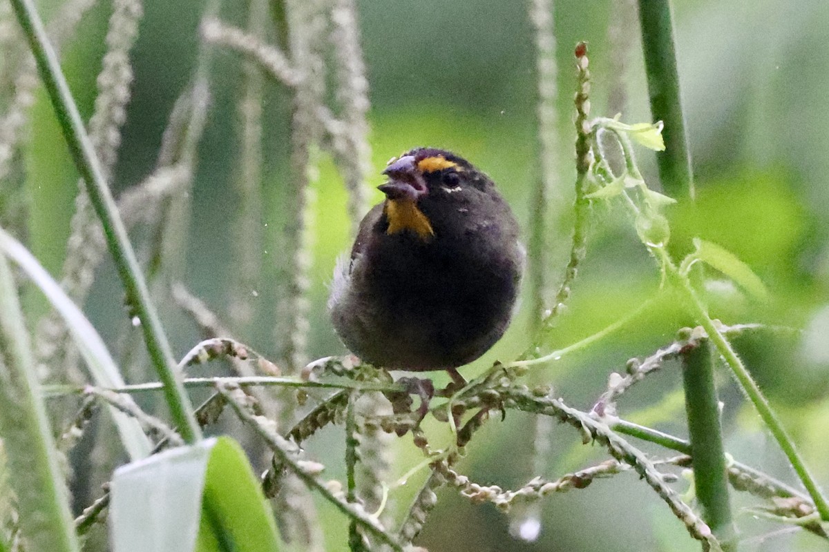 Yellow-faced Grassquit - ML642374248