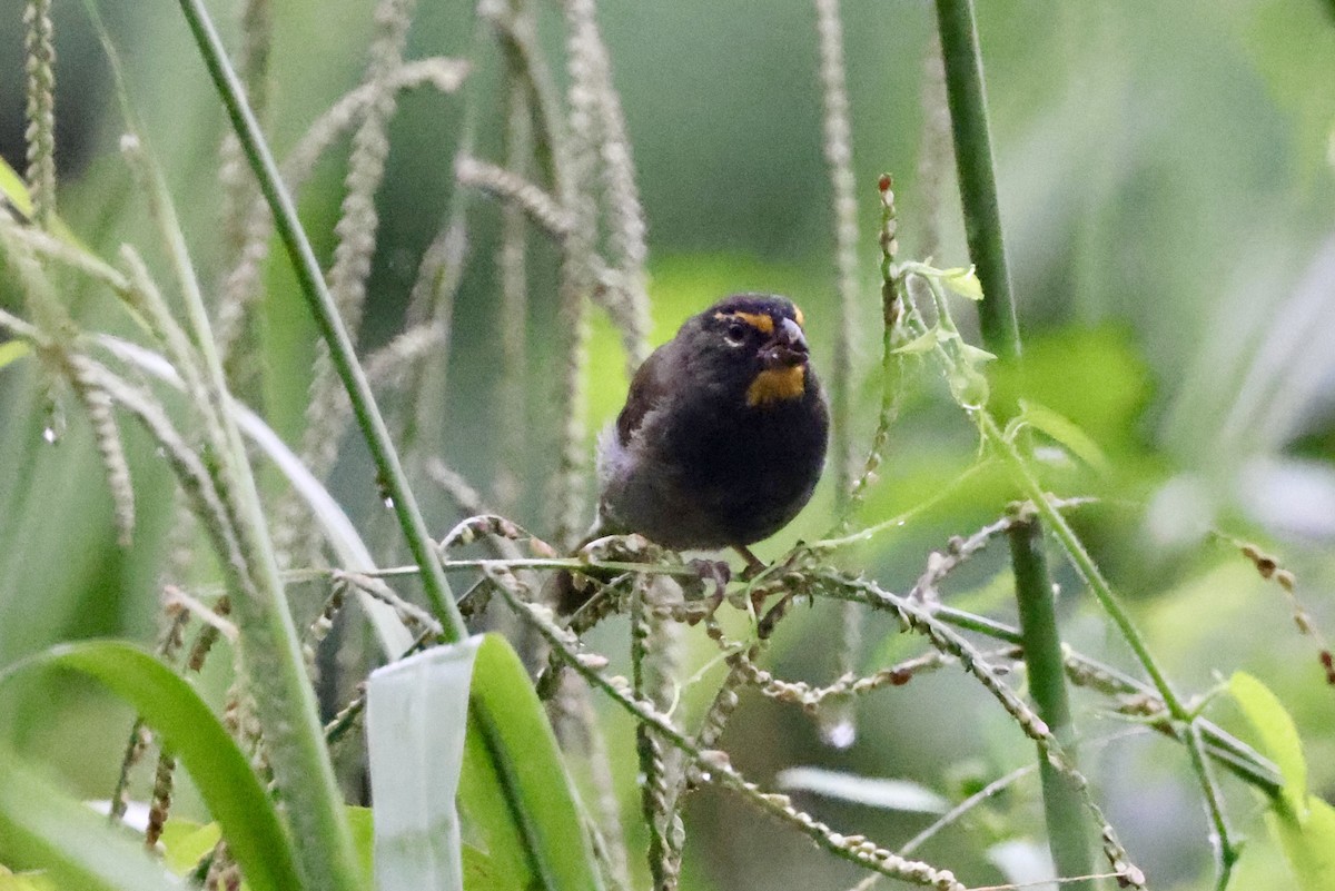 Yellow-faced Grassquit - ML642374249
