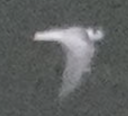 ハシグロクロハラアジサシ - ML642374256