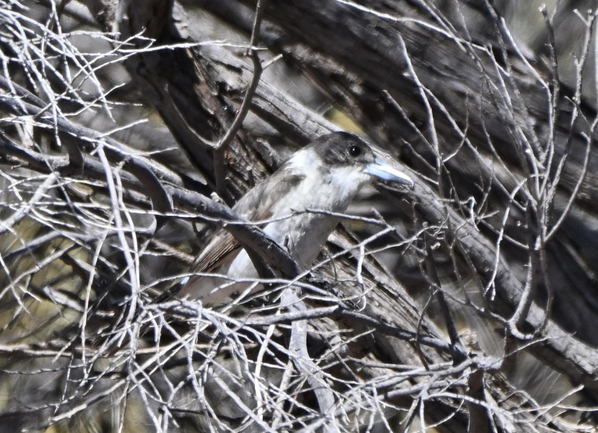 Gray Butcherbird - ML642374261