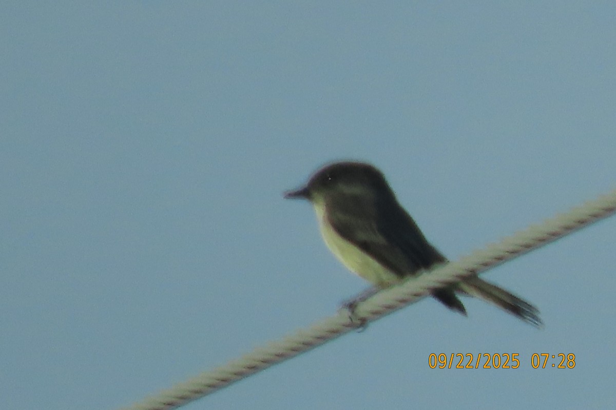 Eastern Phoebe - ML642374266