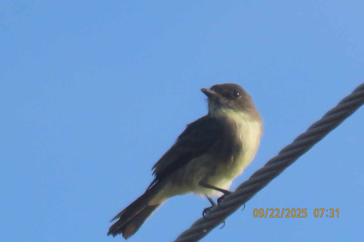 Eastern Phoebe - ML642374267