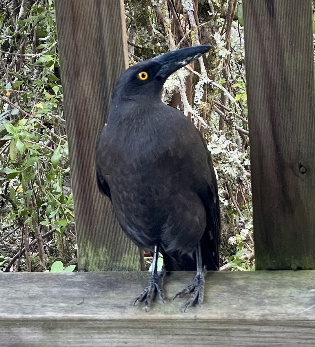 Black Currawong - ML642374268