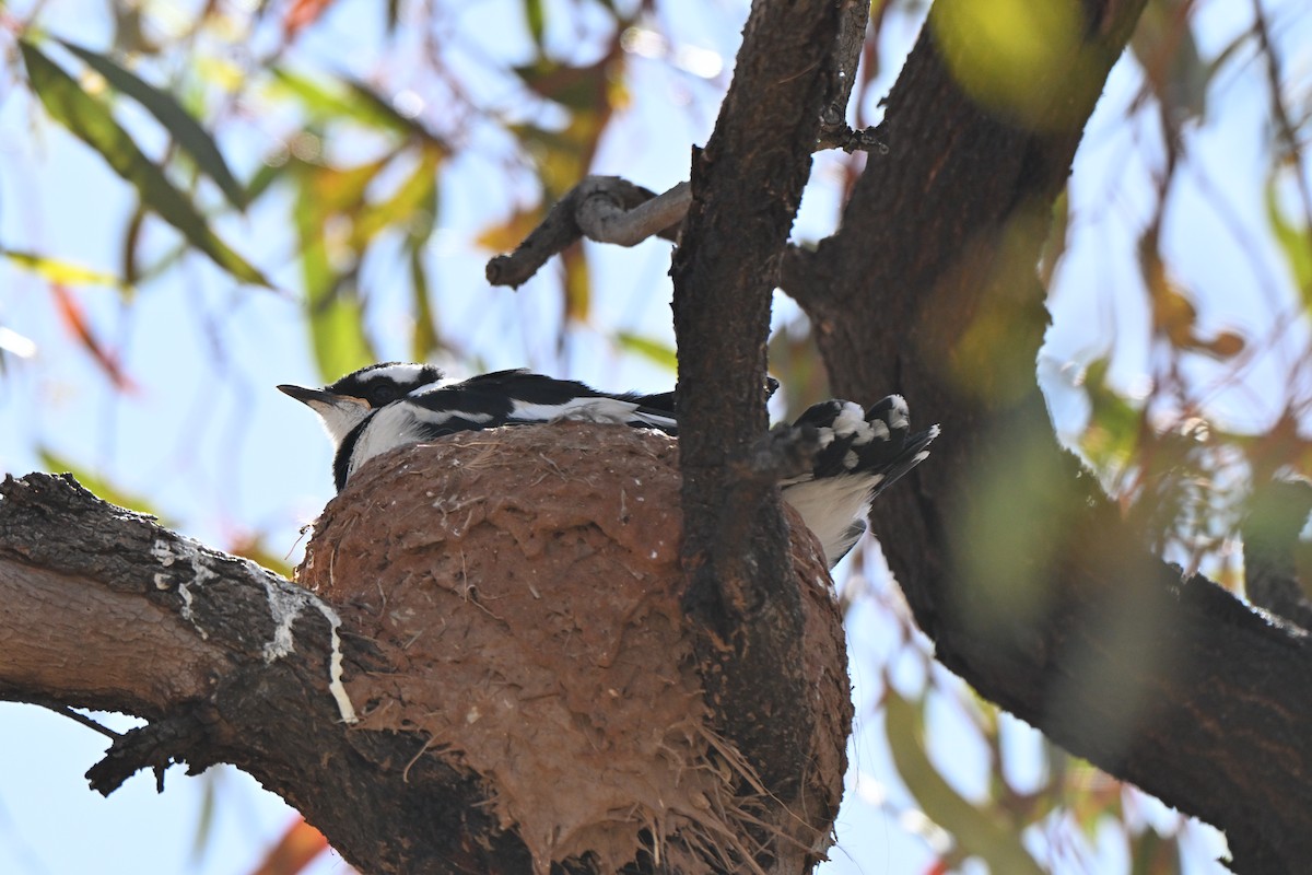 Magpie-lark - ML642374269