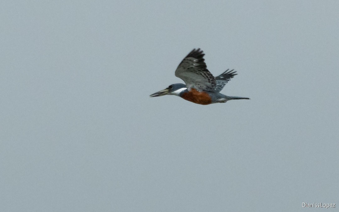Ringed Kingfisher - ML642374278