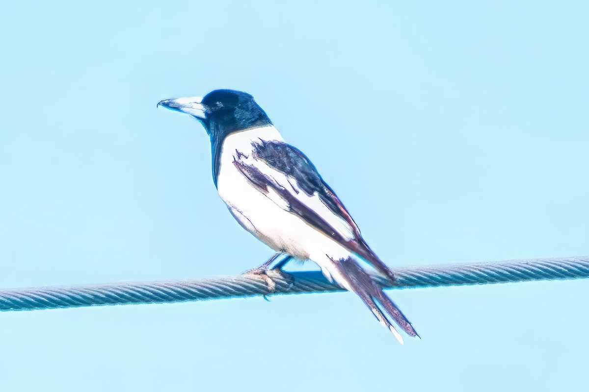 Pied Butcherbird - ML642374289