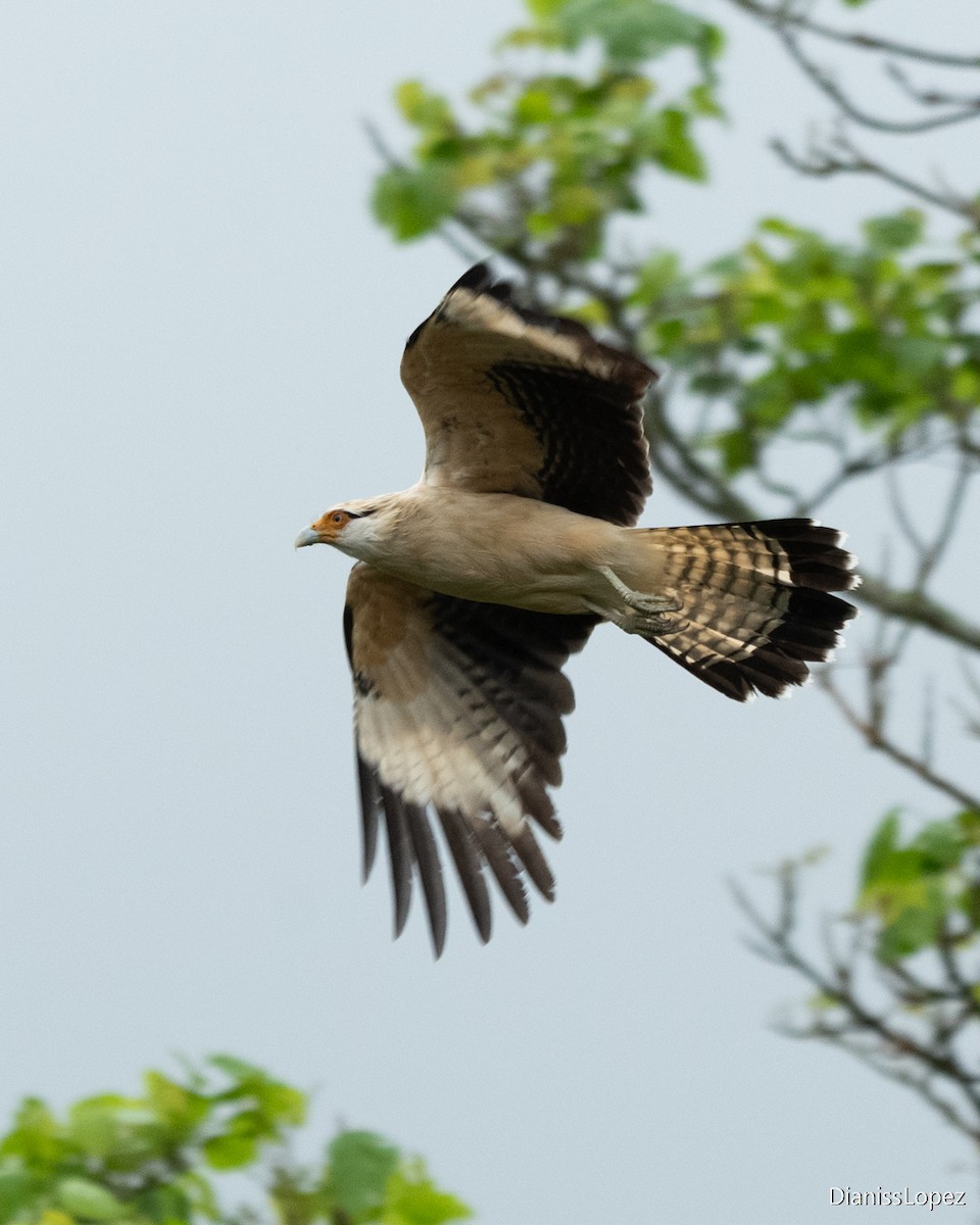 Yellow-headed Caracara - ML642374291