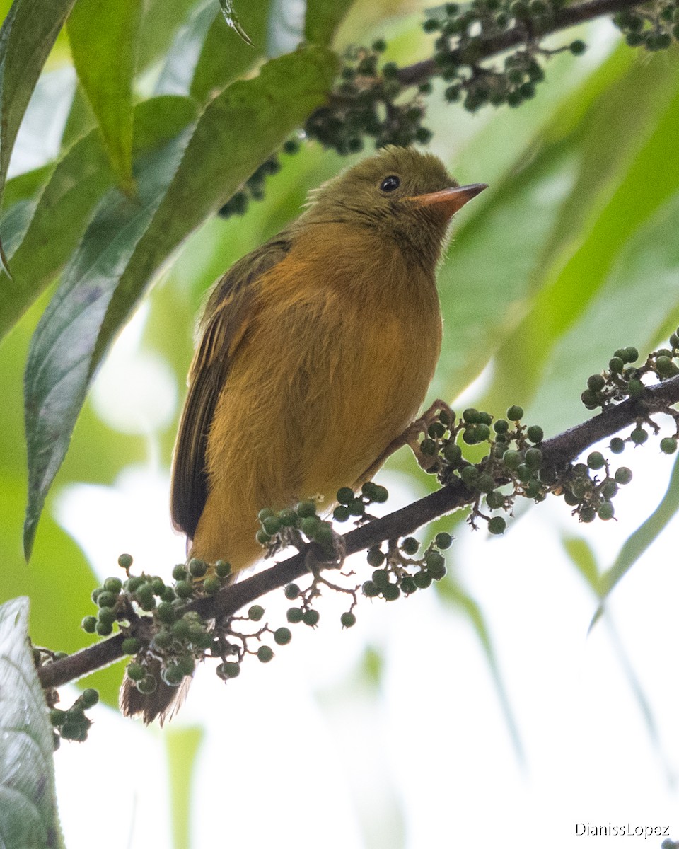 Ochre-bellied Flycatcher - ML642374339