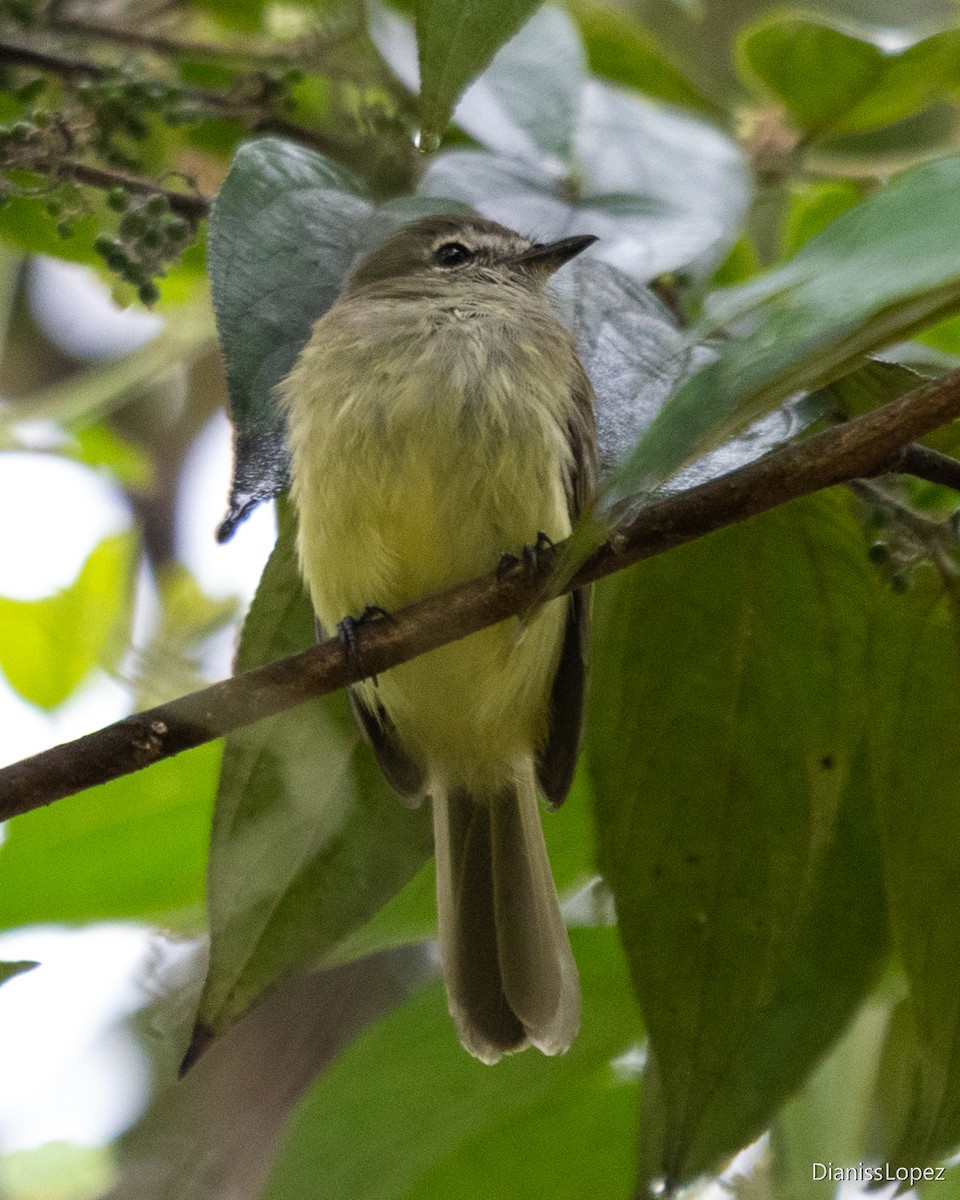 Greenish Elaenia - ML642374343