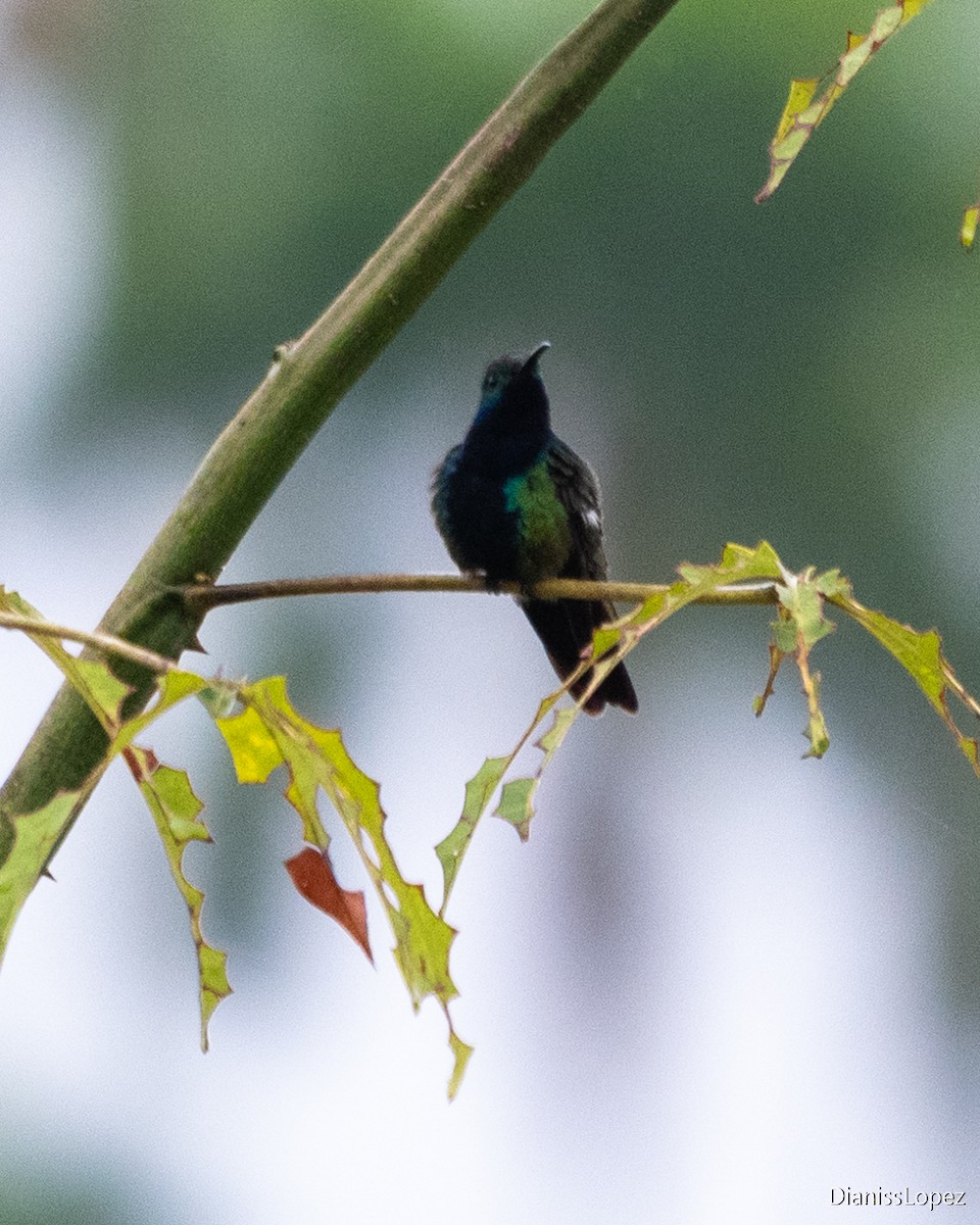 Black-throated Mango - ML642374346