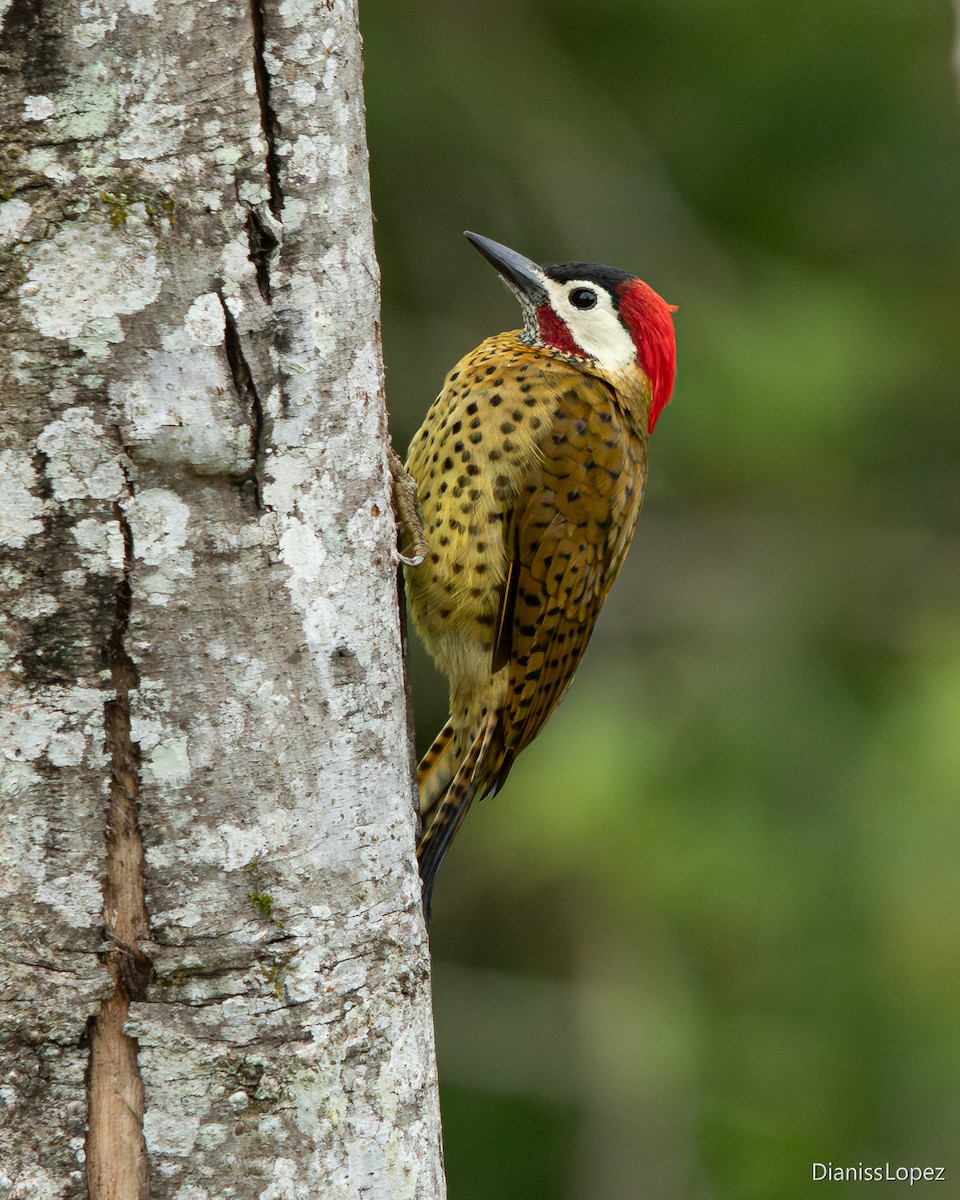 Spot-breasted Woodpecker - ML642374348