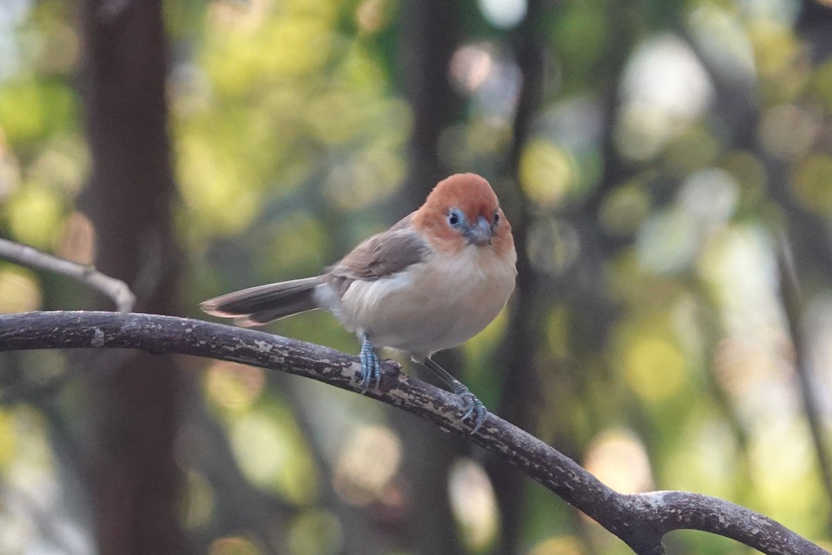 Rufous-headed Parrotbill - ML642374354